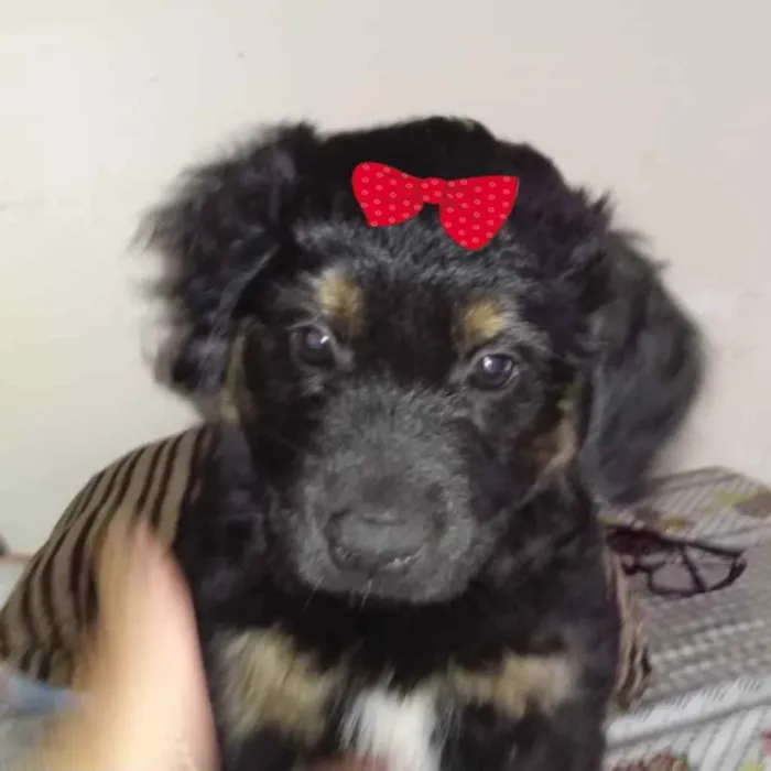 Cachorro ra a Mestiça  idade 2 a 6 meses nome Bebel 
