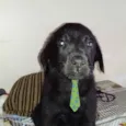 Apolo 