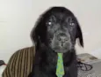 Apolo 