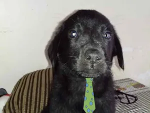 Cachorro raça Mestiço  idade 2 a 6 meses nome Apolo 