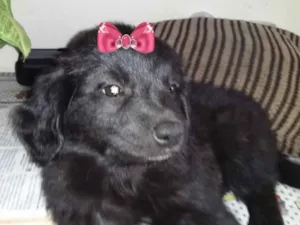 Cachorro raça Mestiça  idade 2 a 6 meses nome Melissa 