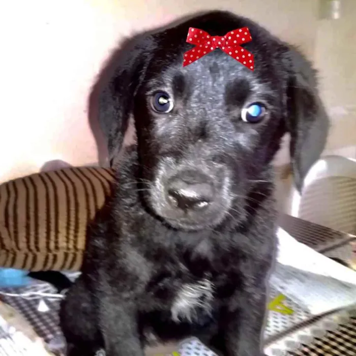 Cachorro ra a Mestiça  idade 2 a 6 meses nome Teka 