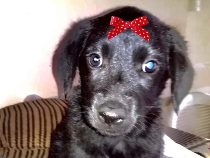 Cachorro ra a Mestiça  idade 2 a 6 meses nome Teka 