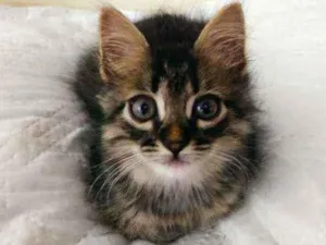 Gato raça Sem raça idade Abaixo de 2 meses nome Sem nome