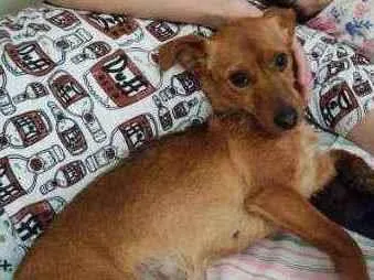 Cachorro ra a Sem raça idade 2 anos nome Alexia