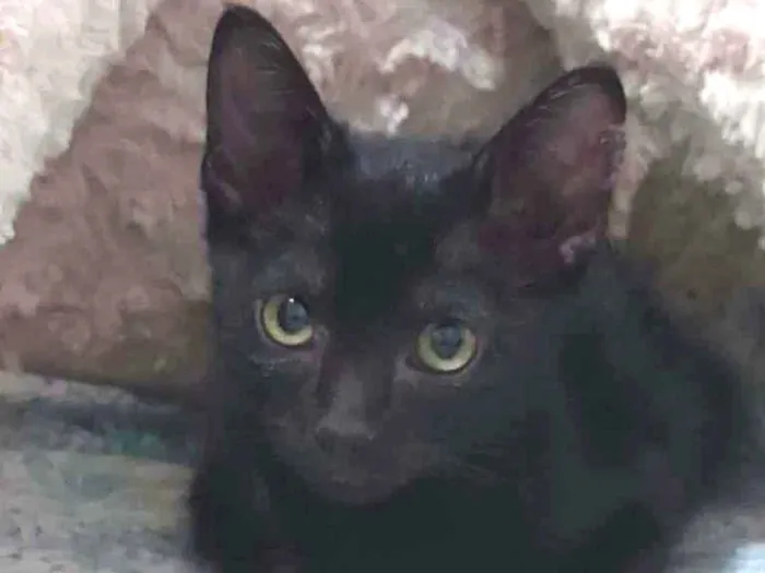 Gato ra a Gato idade Abaixo de 2 meses nome Sem Nome
