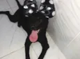 Bela