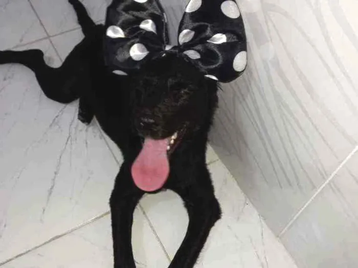 Cachorro ra a Sem raça definida idade 7 a 11 meses nome Bela