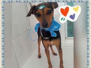 Cachorro raça SRD-ViraLata idade  nome Patati