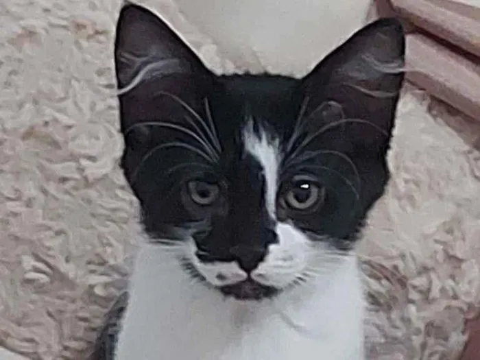 Gato ra a  idade Abaixo de 2 meses nome Sem Nome