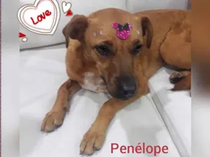 Cachorro raça SRD-ViraLata idade 3 anos nome Penelope