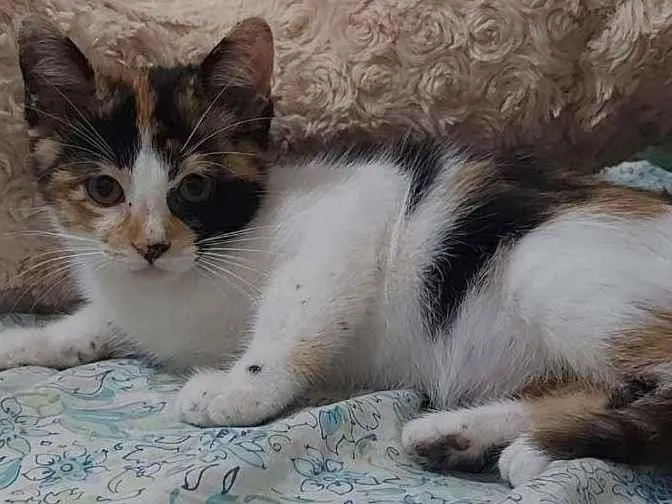 Gato ra a Gato idade Abaixo de 2 meses nome Sem Nome