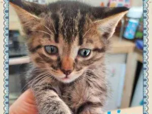 Gato raça SRD idade Abaixo de 2 meses nome Lion