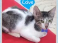 Machinho