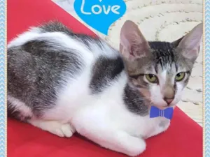 Gato raça SRD idade 2 a 6 meses nome Machinho