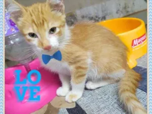Gato raça SRD-ViraLata idade Abaixo de 2 meses nome Lindos Filhotes