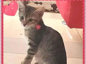 Gato raça Tigrada idade Abaixo de 2 meses nome Lindos Filhotes