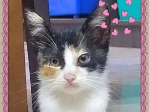 Gato raça SRD-ViraLata idade Abaixo de 2 meses nome Lindos Filhotes