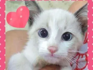 Gato raça SRD-ViraLata idade Abaixo de 2 meses nome Lindos Filhotes