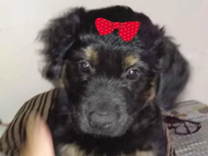 Cachorro ra a Mestiça  idade 2 a 6 meses nome Bebel 