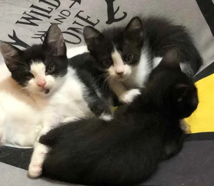 Gato ra a Sem raça idade 2 a 6 meses nome Sem nome