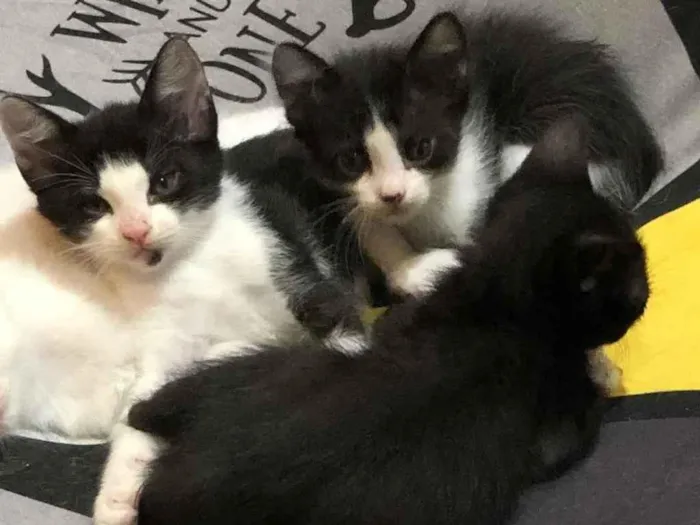 Gato ra a Sem raça idade 2 a 6 meses nome Sem nome