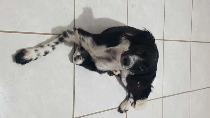Cachorro ra a SRD idade 1 ano nome Floquinho 