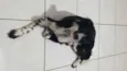 Floquinho