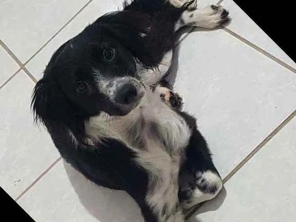 Cachorro ra a SRD idade 1 ano nome Floquinho 