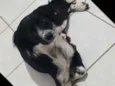 Floquinho