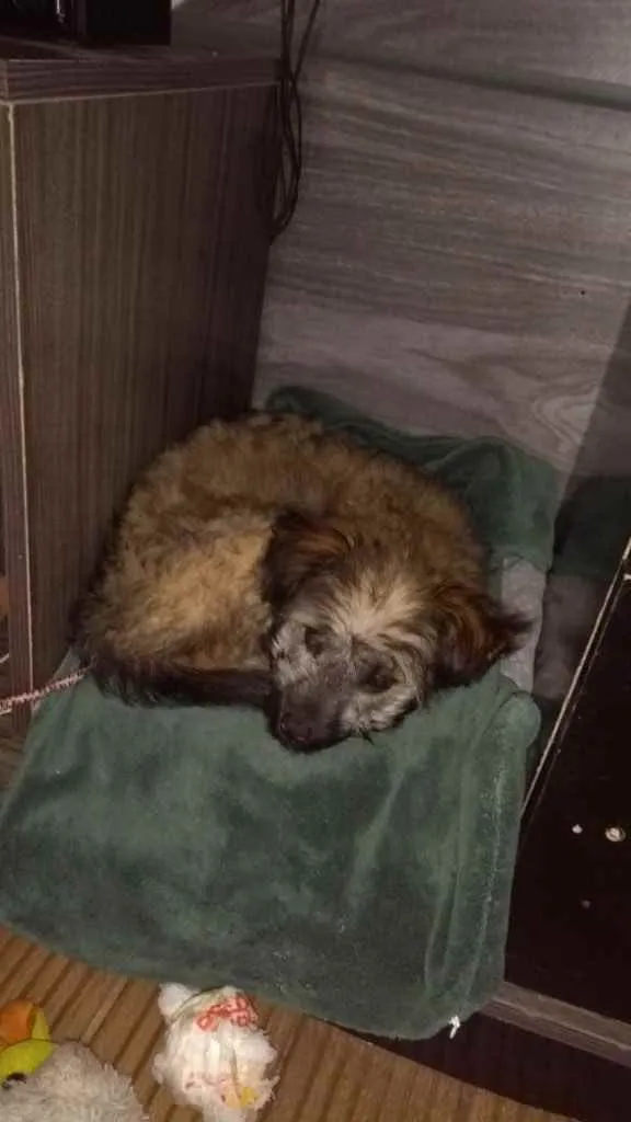 Cachorro ra a Não sei idade 2 a 6 meses nome Kiara