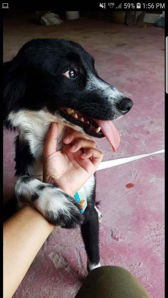 Cachorro ra a SRD idade 1 ano nome Floquinho 