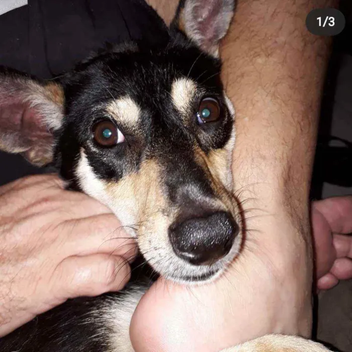 Cachorro ra a SRD idade 5 anos nome Tóquinha