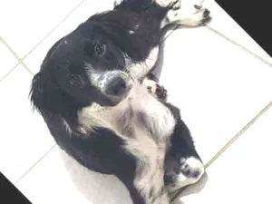 Cachorro raça SRD idade 1 ano nome Floquinho 
