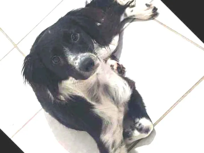 Cachorro ra a SRD idade 1 ano nome Floquinho 