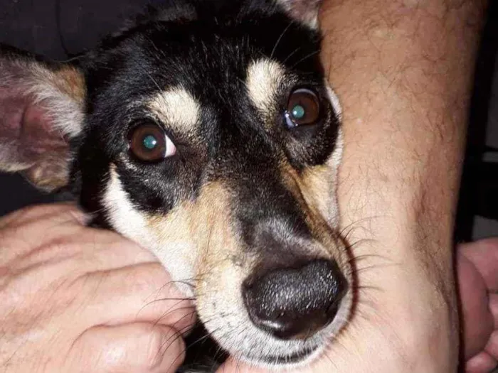 Cachorro ra a SRD idade 5 anos nome Tóquinha