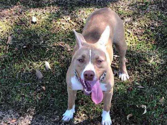Cachorro raça American pit bull terrier  idade 7 a 11 meses nome Maya
