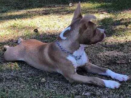 Cachorro raça American pit bull terrier  idade 7 a 11 meses nome Maya