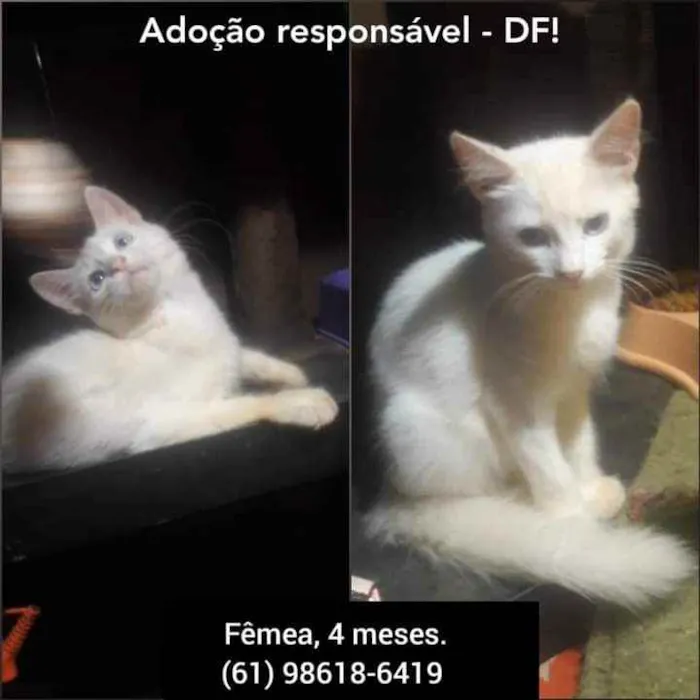 Gato ra a S.R.D. idade  nome Vários