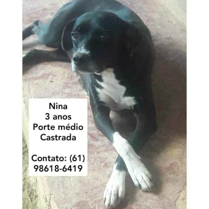 Cachorro ra a S.R.D. idade  nome Vários