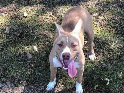 Cachorro raça American pit bull terrier  idade 7 a 11 meses nome Maya