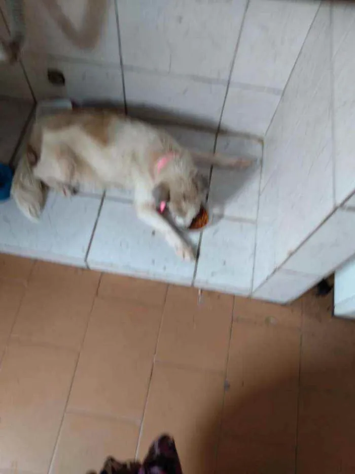 Cachorro ra a Vira lata  idade 6 ou mais anos nome Kika