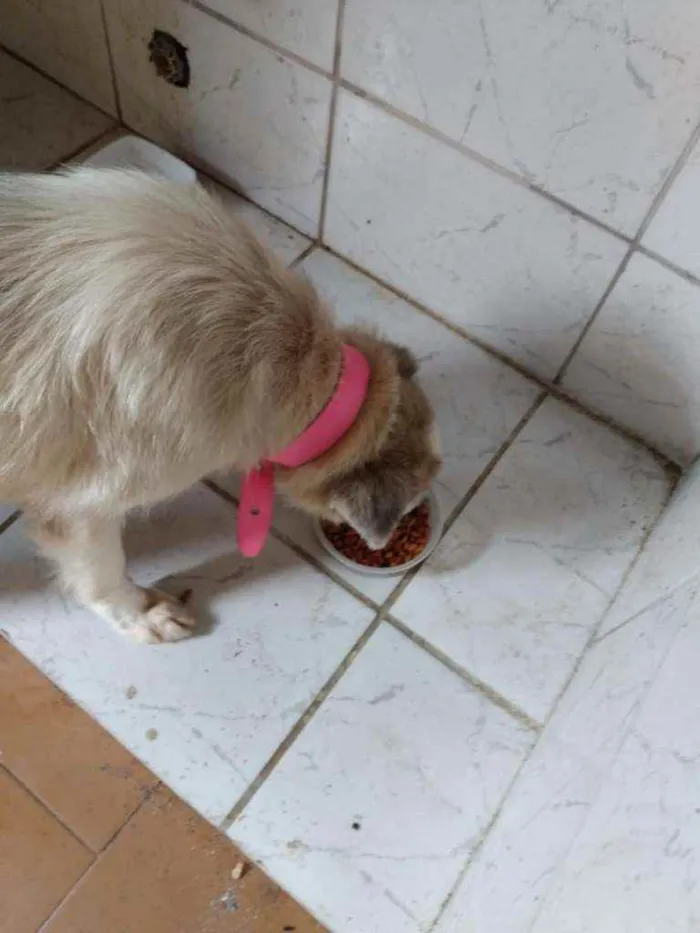 Cachorro ra a Vira lata  idade 6 ou mais anos nome Kika