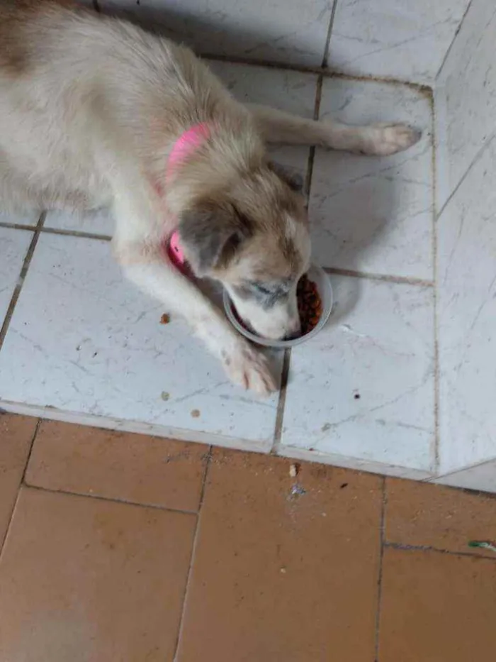 Cachorro ra a Vira lata  idade 6 ou mais anos nome Kika