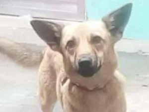 Cachorro raça SRD-ViraLata idade 1 ano nome Nina