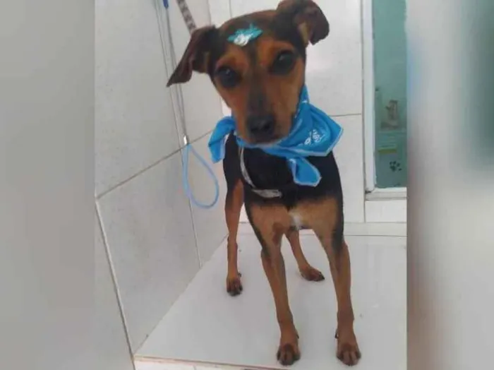 Cachorro raça  idade 1 ano nome Patati 