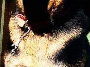 Cachorro raça Pastor alemão  idade 1 ano nome Bob