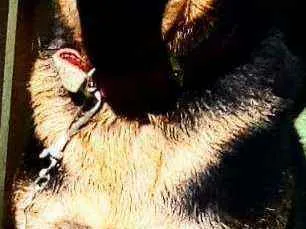 Cachorro ra a Pastor alemão  idade 1 ano nome Bob