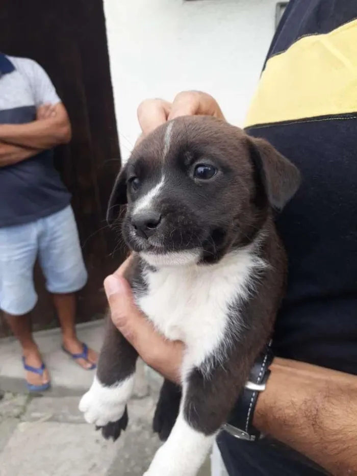 Cachorro raça SRD-ViraLata idade Abaixo de 2 meses nome Maya 