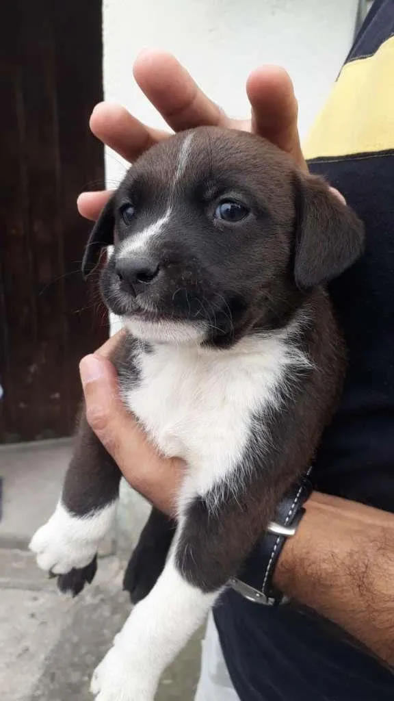 Cachorro raça SRD-ViraLata idade Abaixo de 2 meses nome Maya 